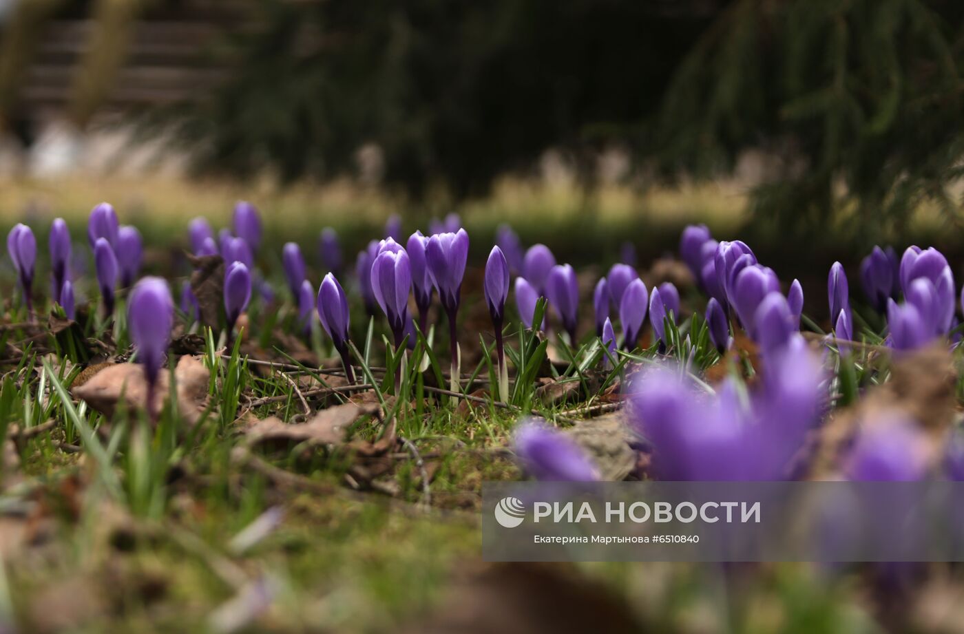 Первые цветы распустились в Москве