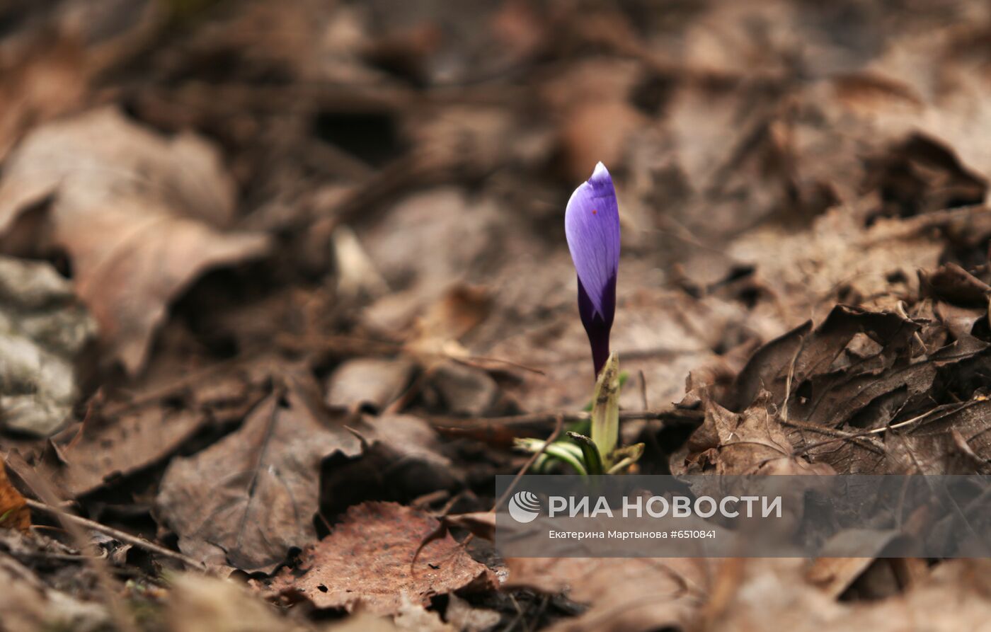 Первые цветы распустились в Москве