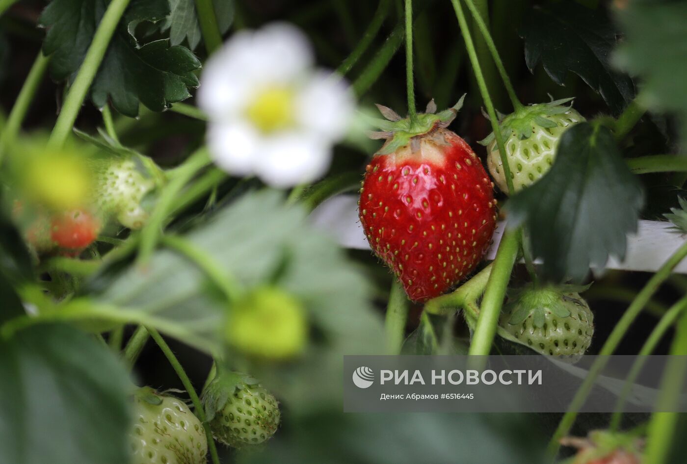 Выращивание клубники в тепличном комбинате "Вкус Ставрополья"