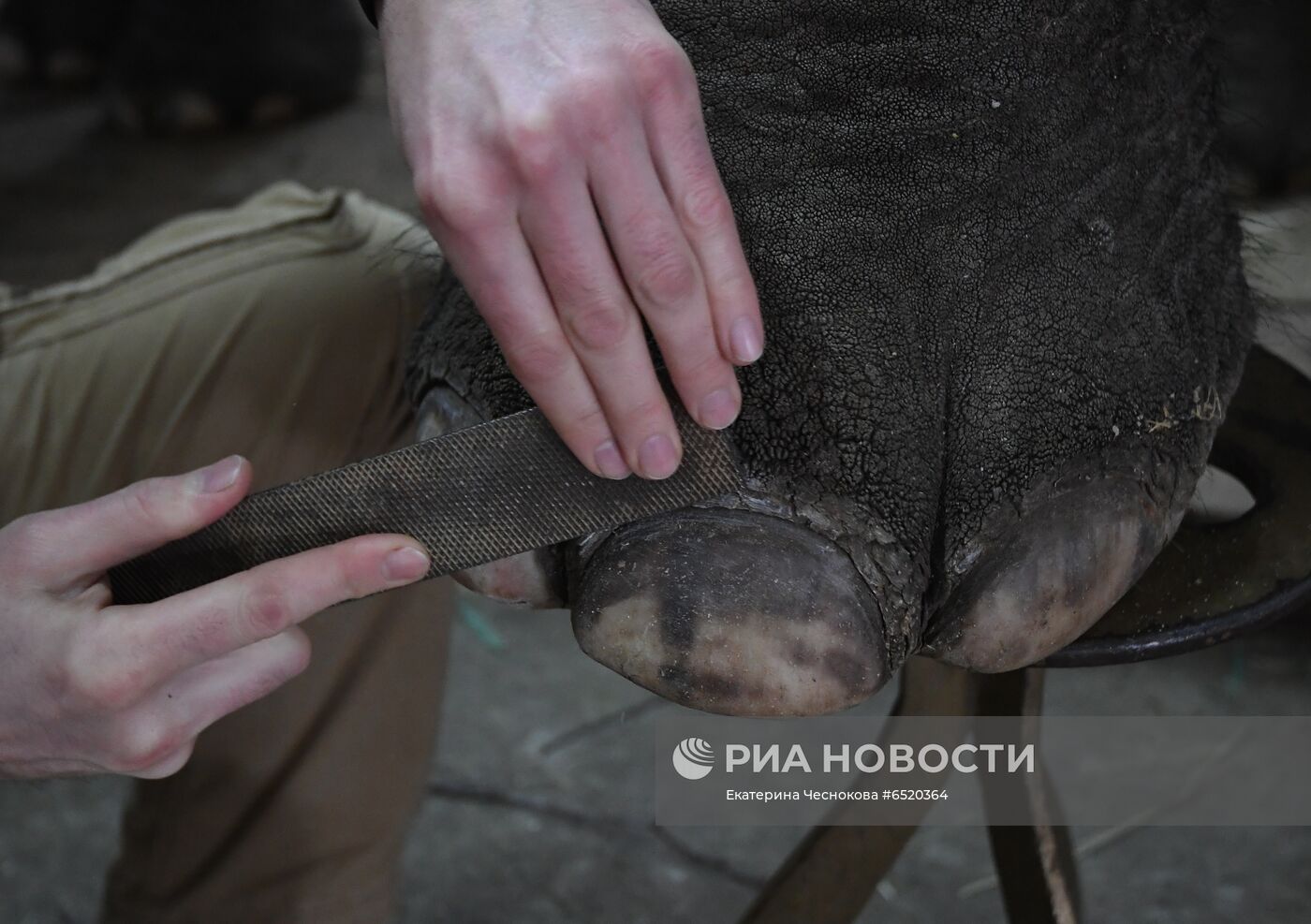 Празднование Всемирного дня цирка в Сочинском госцирке