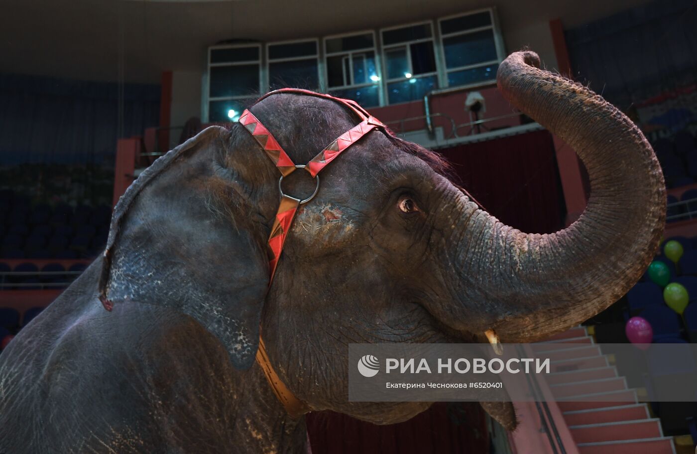 Празднование Всемирного дня цирка в Сочинском госцирке