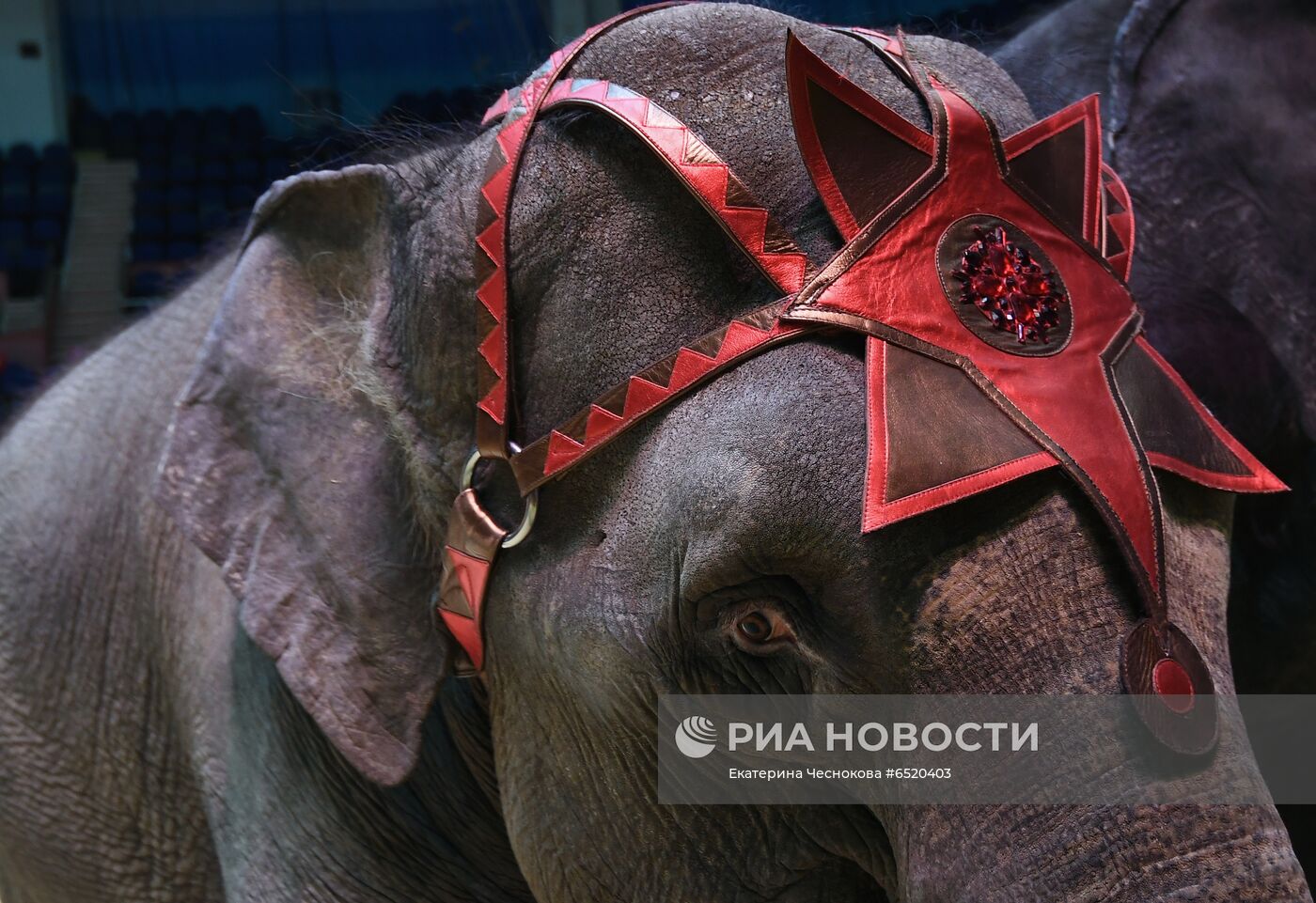 Празднование Всемирного дня цирка в Сочинском госцирке