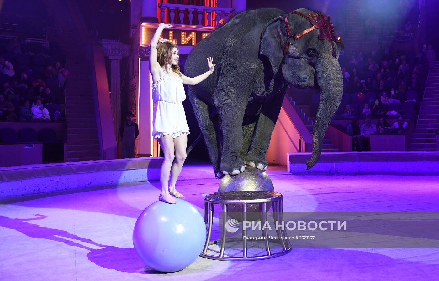 Девочка и слон цирк кисловодск. Девушки и слон цирк. Слоны в цирке.