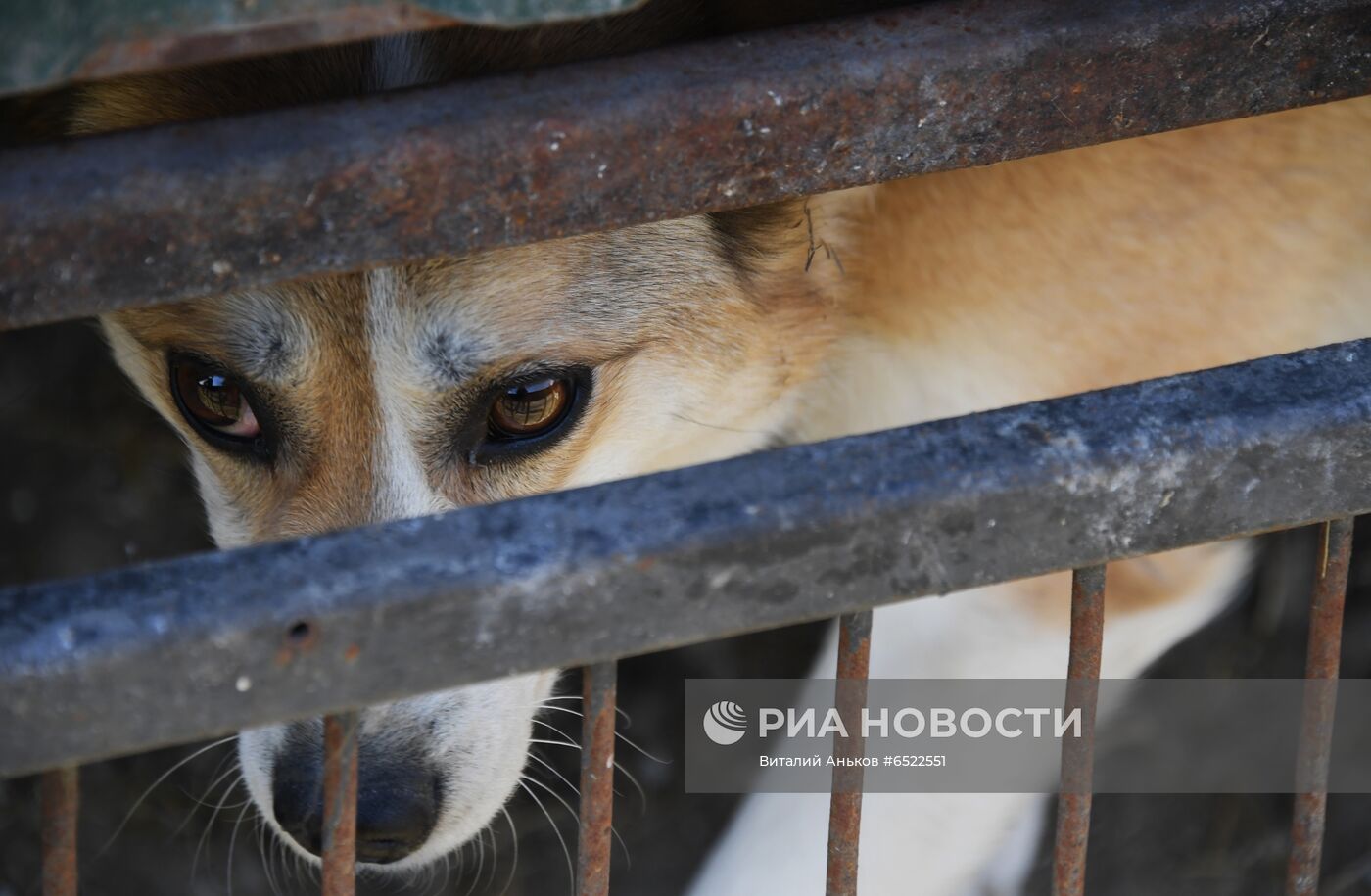 Ветеринарная станция и приют для бродячих собак