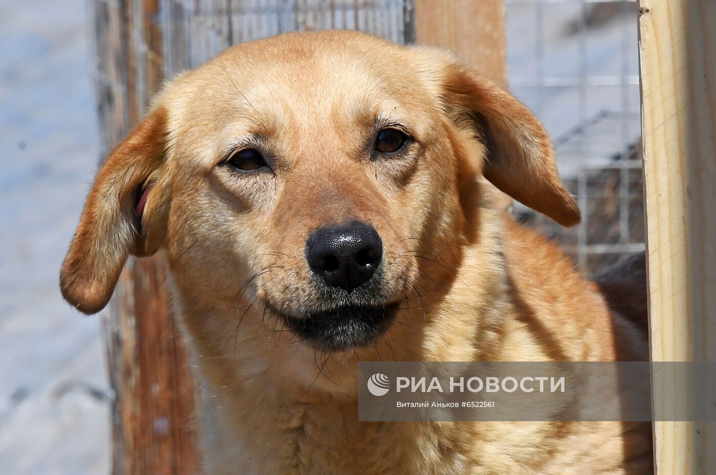 Ветеринарная станция и приют для бродячих собак