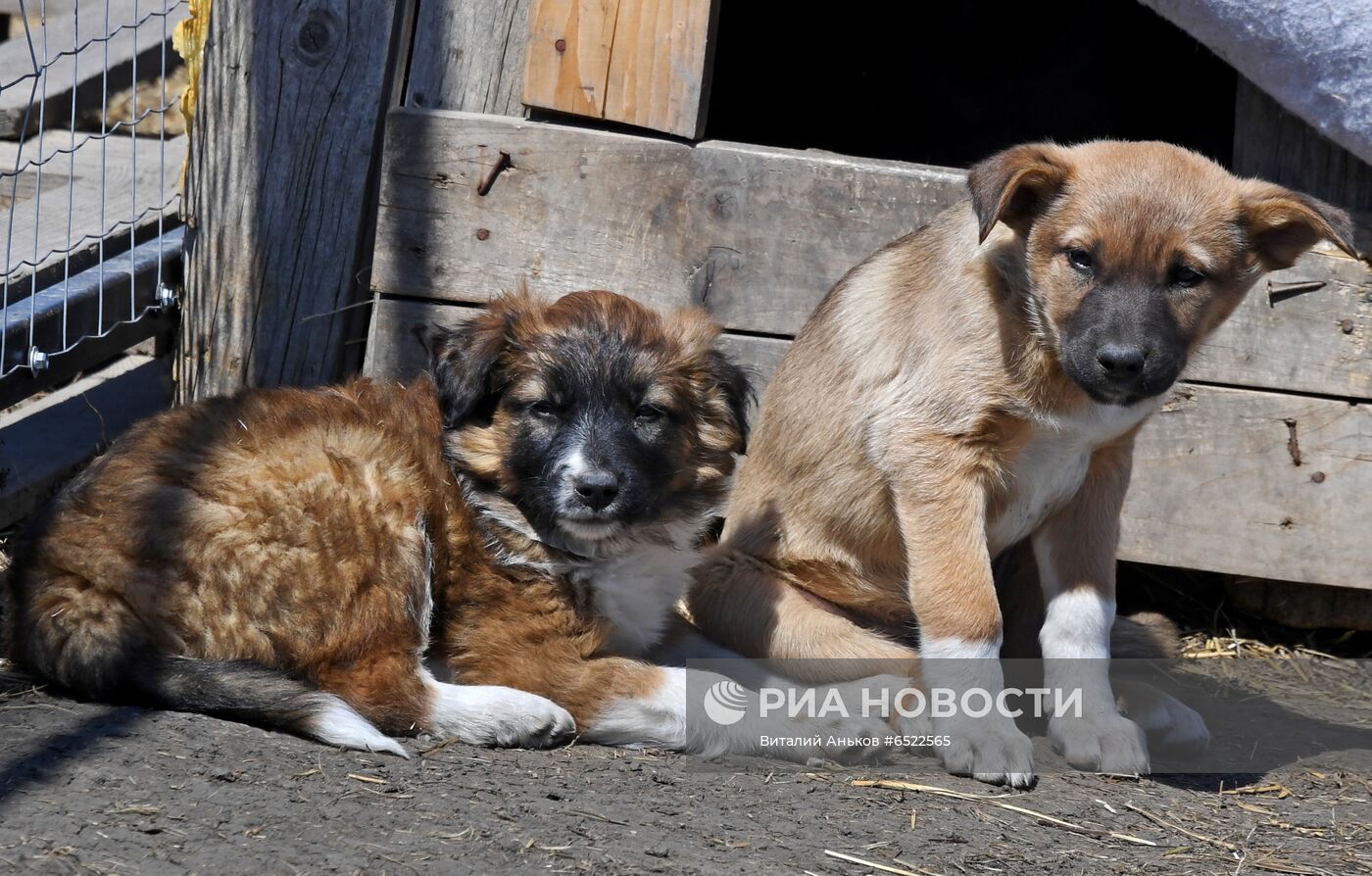 Ветеринарная станция и приют для бродячих собак