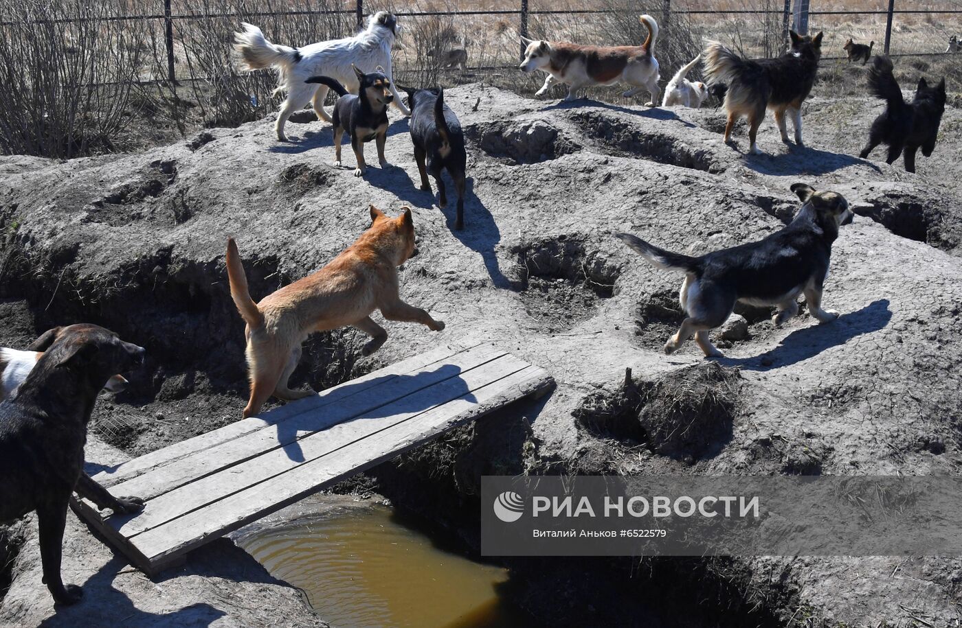 Ветеринарная станция и приют для бродячих собак