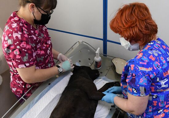 Ветеринарная станция и приют для бродячих собак