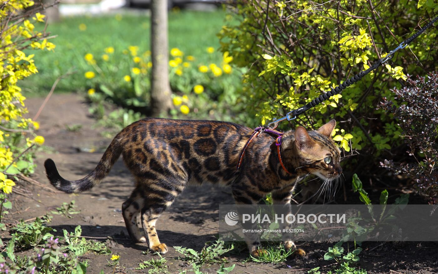 Весеннее цветение растений в Краснодаре