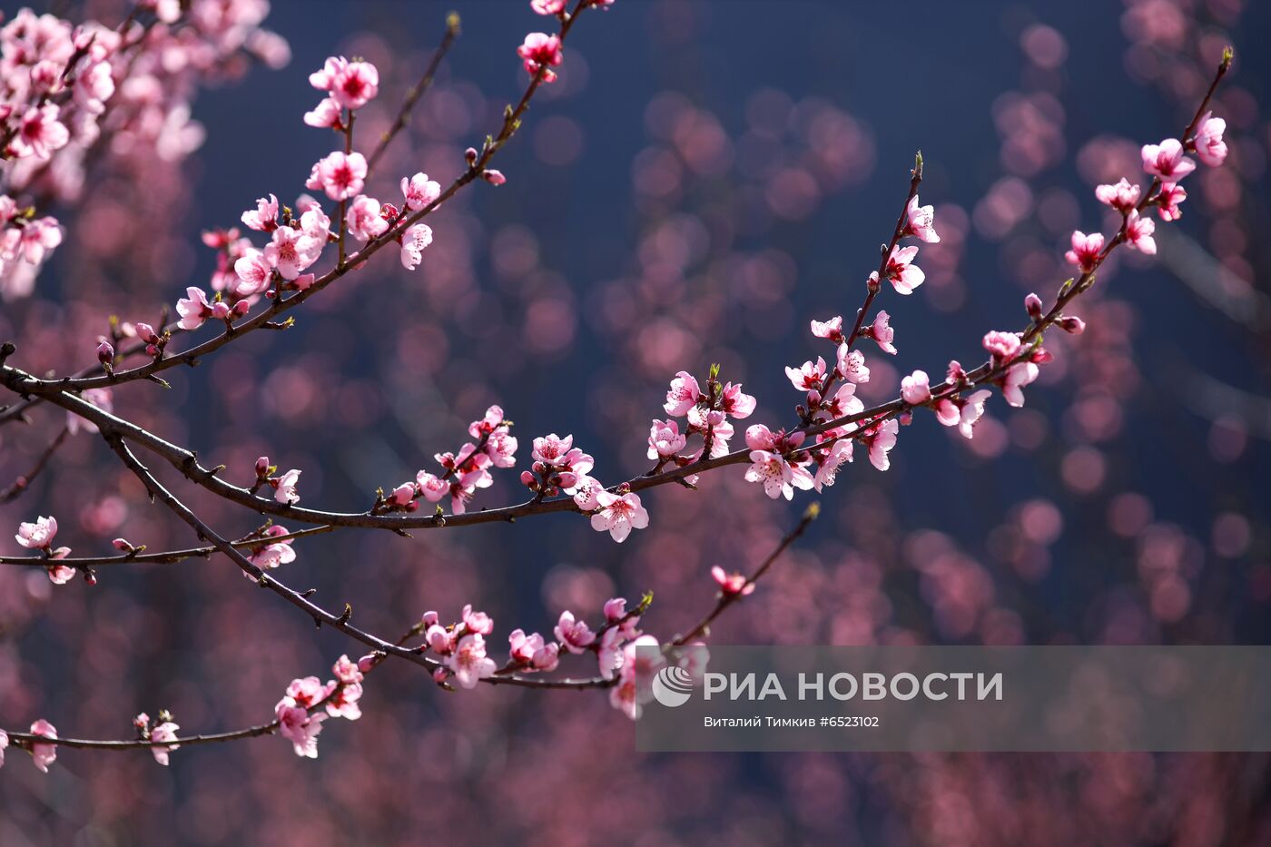 Весеннее цветение растений в Краснодаре