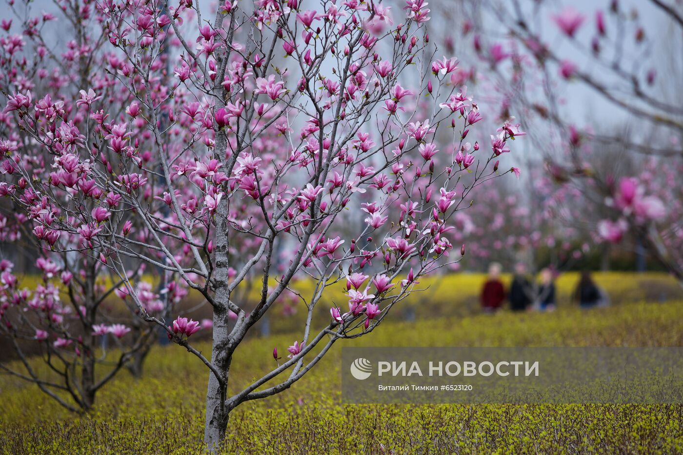 Весеннее цветение растений в Краснодаре