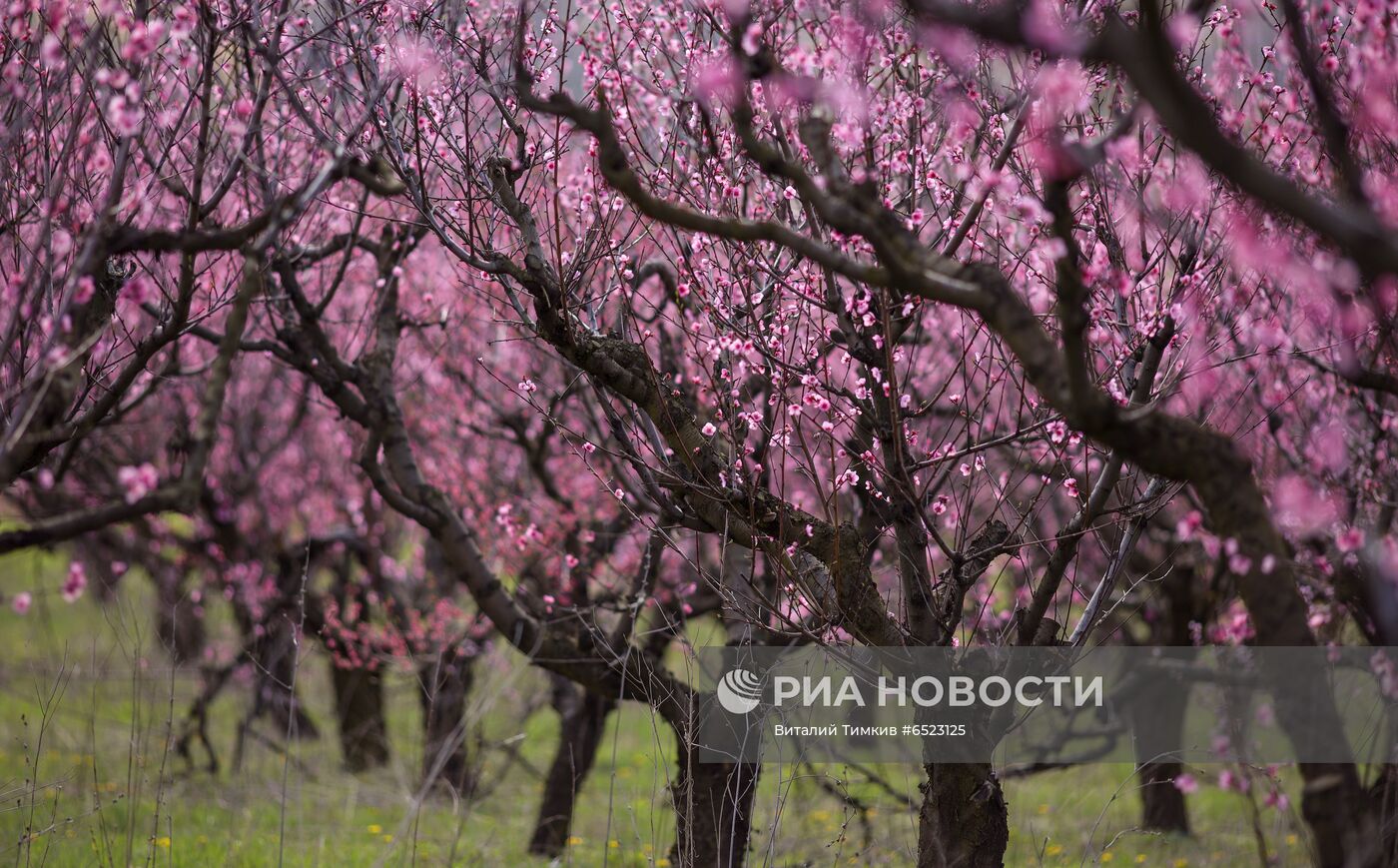 Весеннее цветение растений в Краснодаре