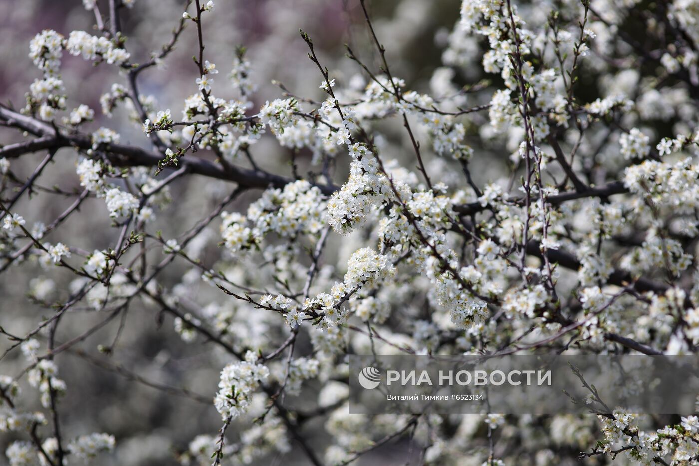 Весеннее цветение растений в Краснодаре