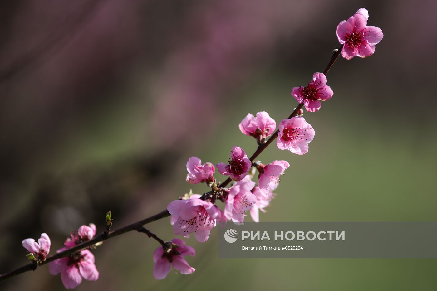 Весеннее цветение растений в Краснодаре