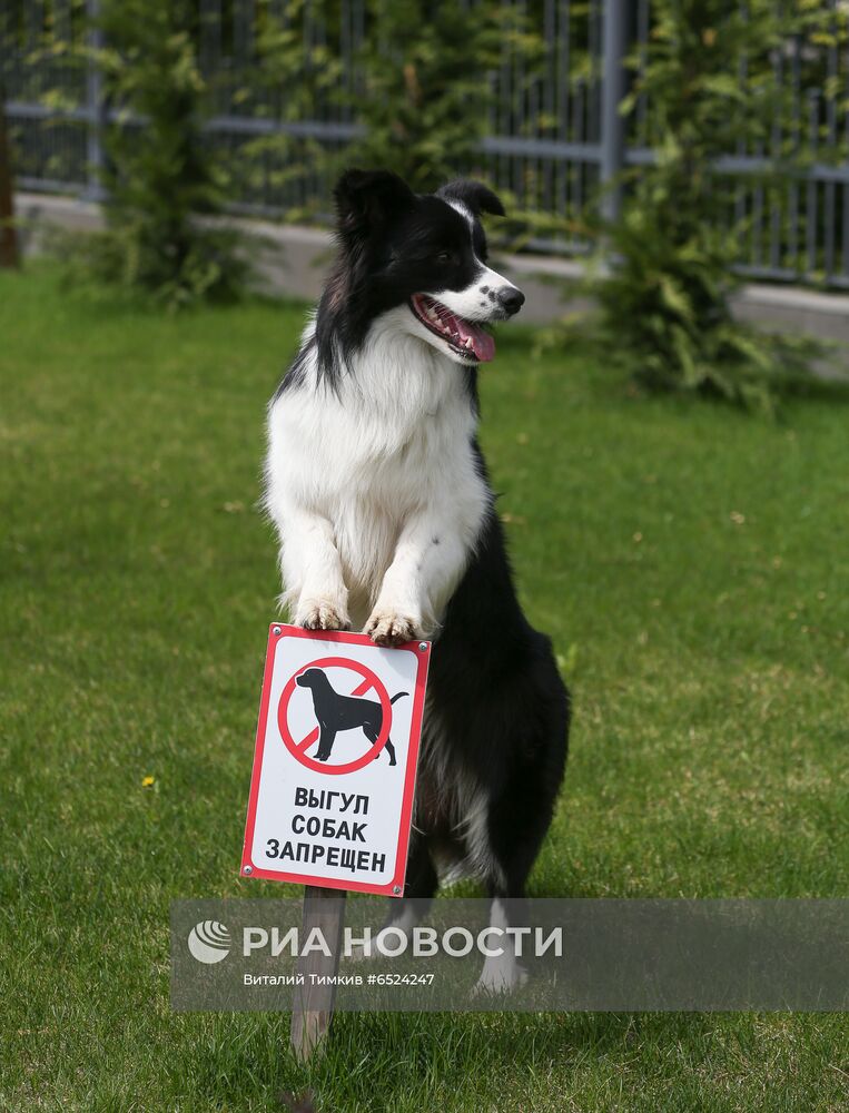 Дрессированная собака по кличке Хьюстон из Краснодара