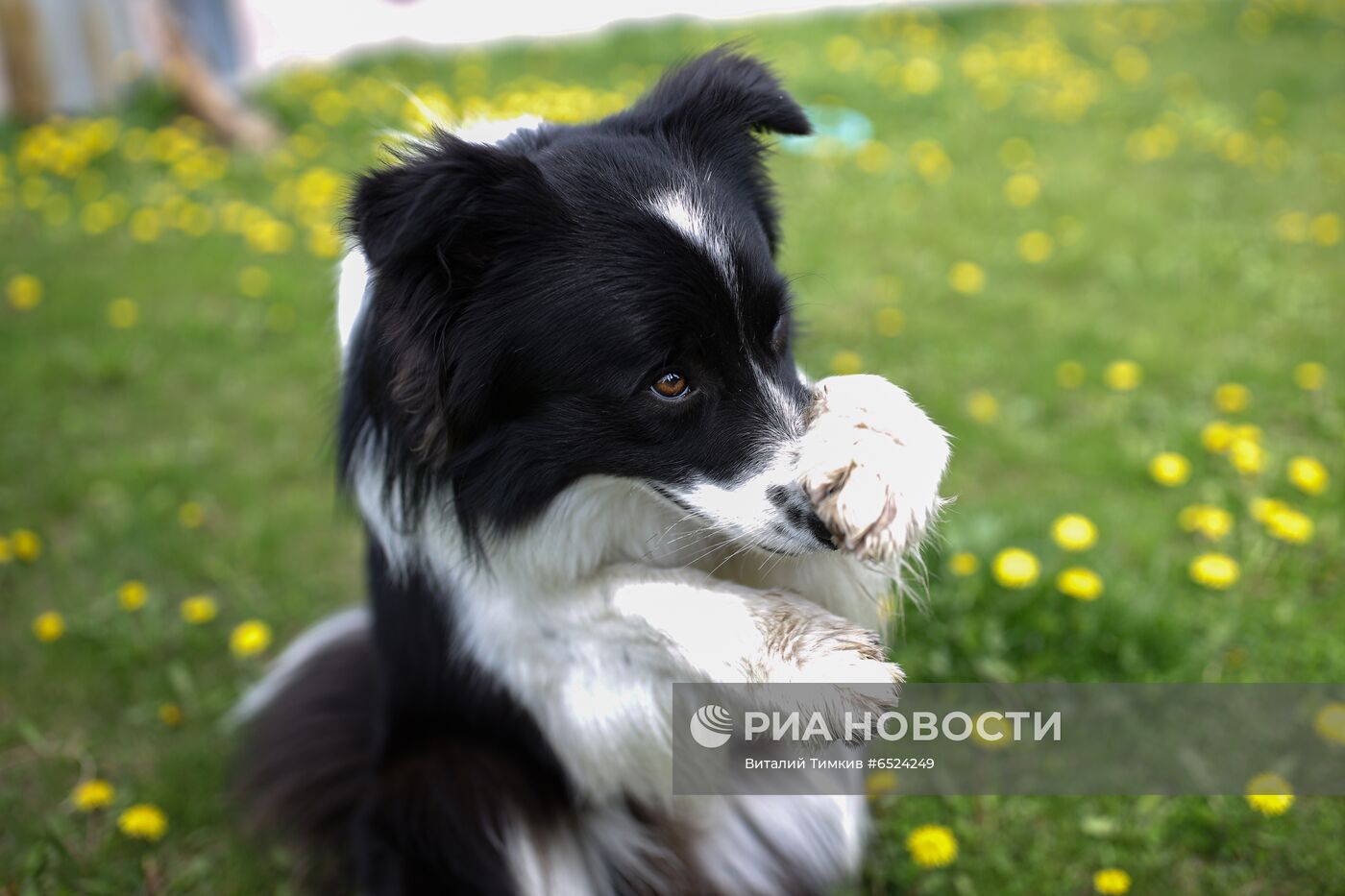 Дрессированная собака по кличке Хьюстон из Краснодара