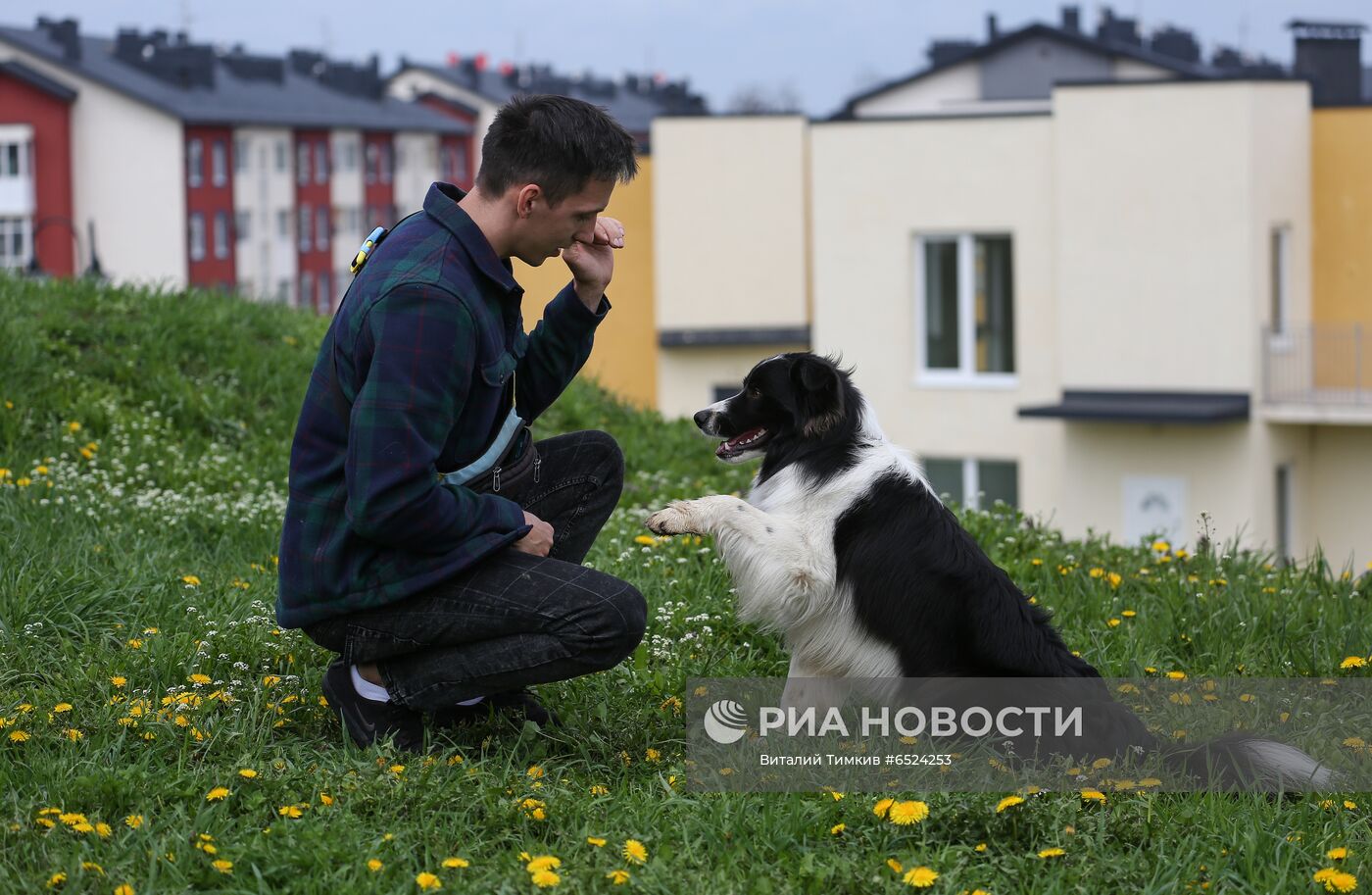 Дрессированная собака по кличке Хьюстон из Краснодара
