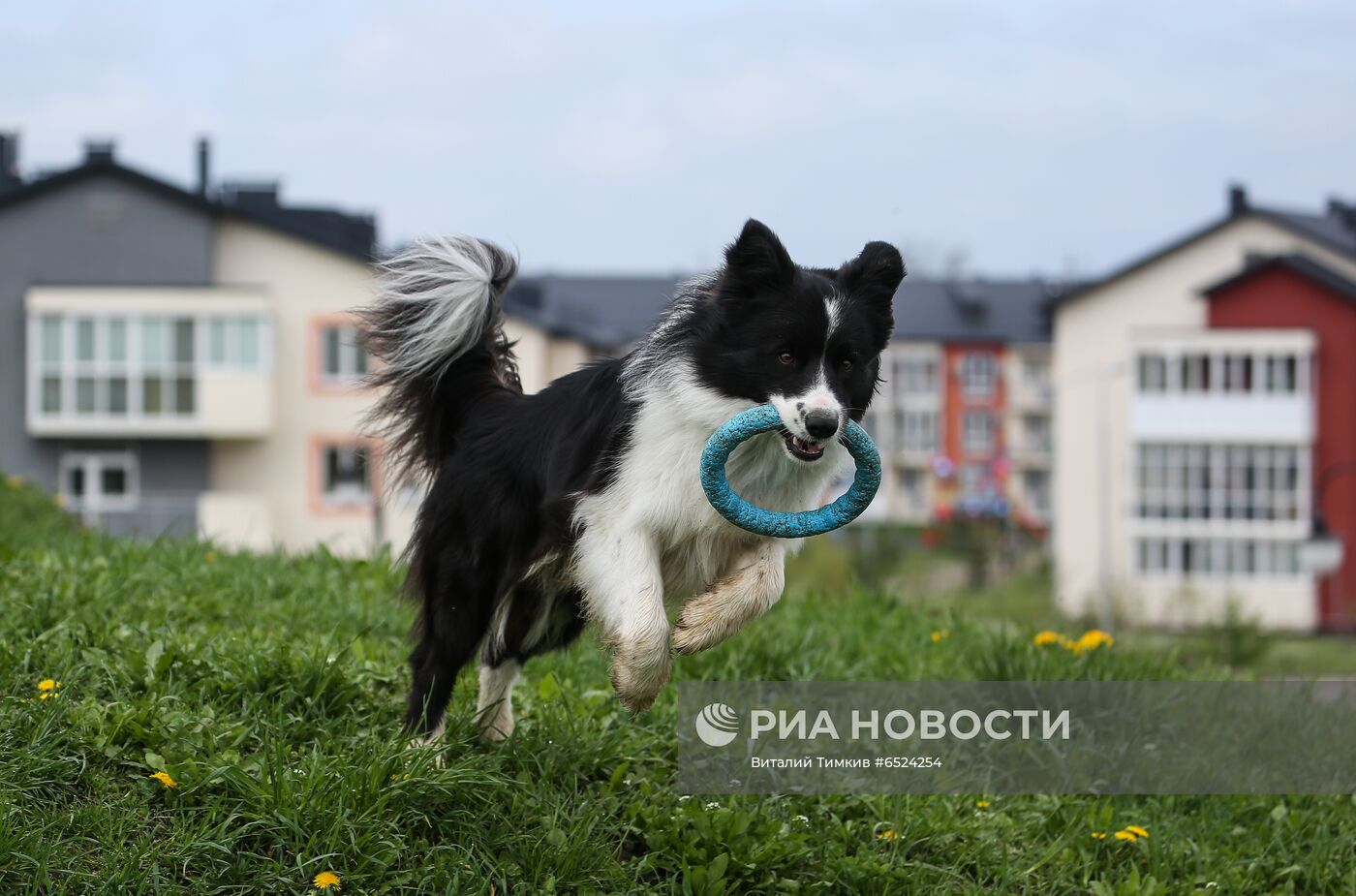 Дрессированная собака по кличке Хьюстон из Краснодара