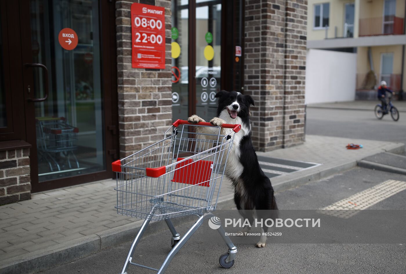 Дрессированная собака по кличке Хьюстон из Краснодара