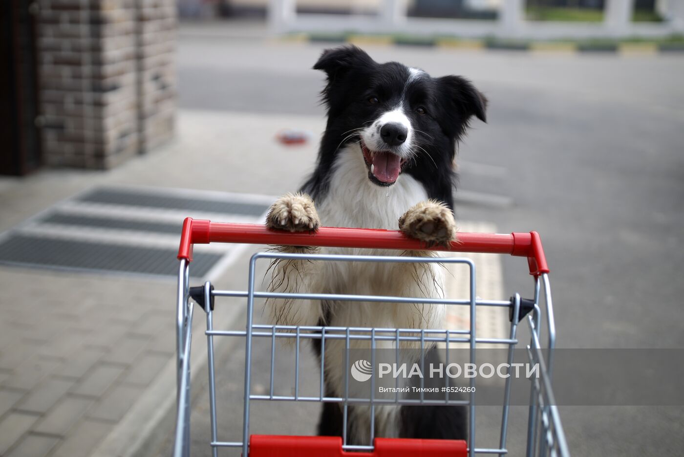 Дрессированная собака по кличке Хьюстон из Краснодара
