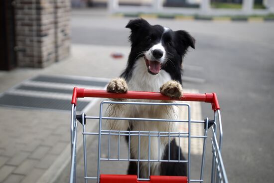Дрессированная собака по кличке Хьюстон из Краснодара 