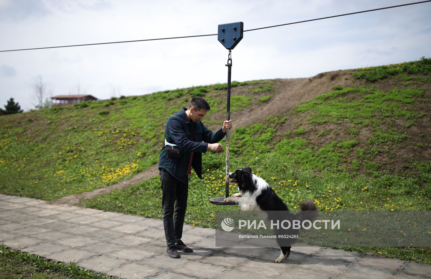 Дрессированная собака по кличке Хьюстон из Краснодара