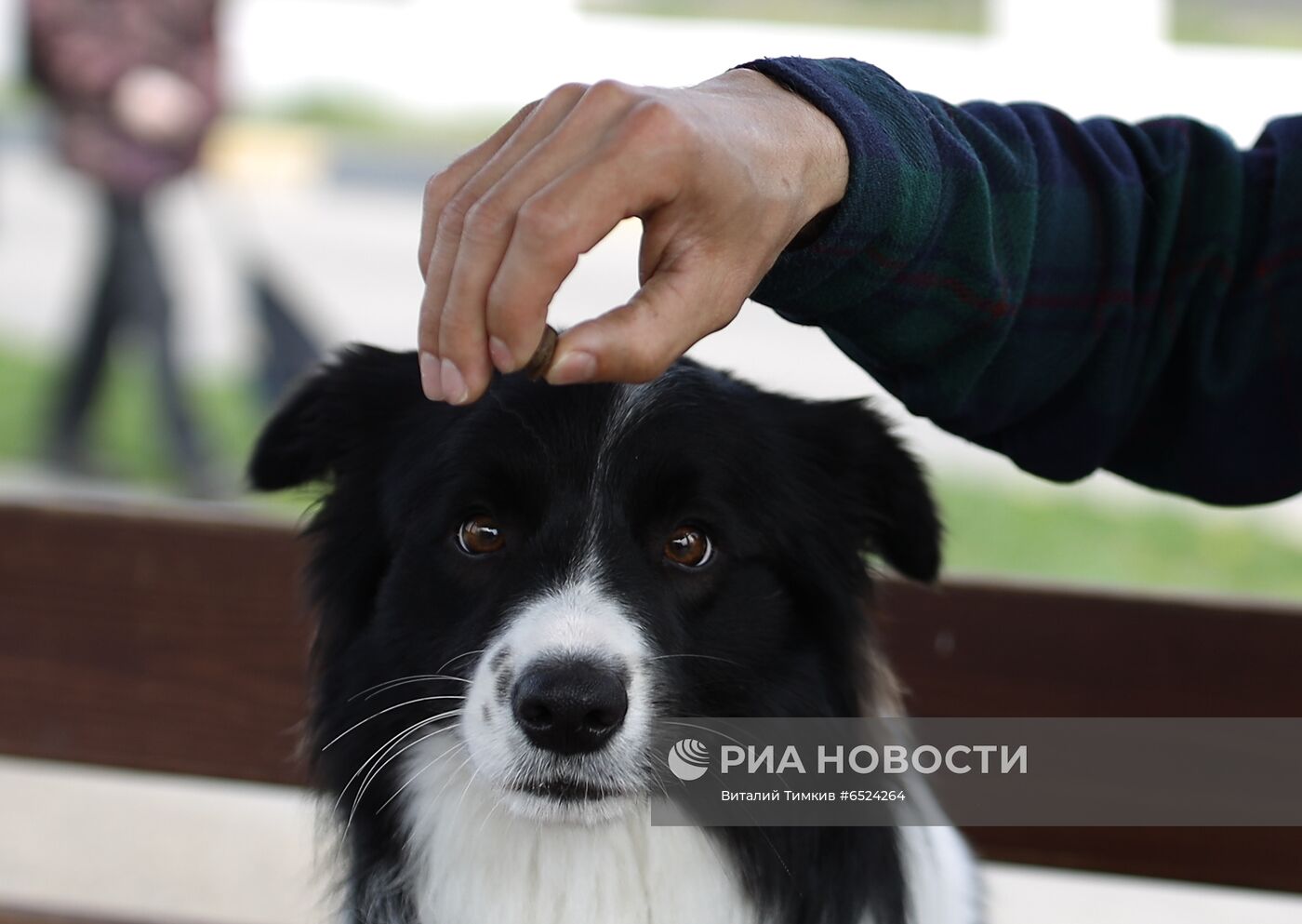 Дрессированная собака по кличке Хьюстон из Краснодара | РИА Новости  Медиабанк