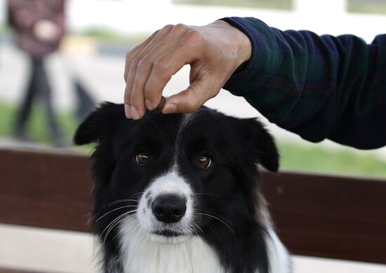 Дрессированная собака по кличке Хьюстон из Краснодара 