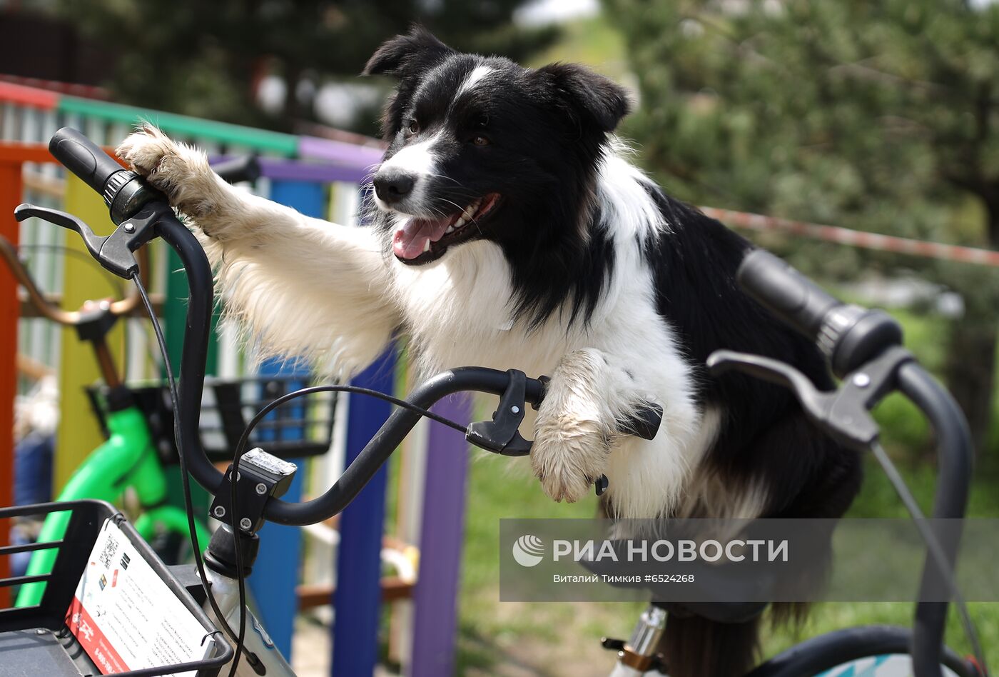 Дрессированная собака по кличке Хьюстон из Краснодара