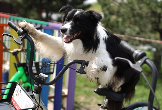 Дрессированная собака по кличке Хьюстон из Краснодара 