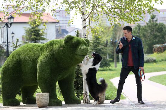 Дрессированная собака по кличке Хьюстон из Краснодара 