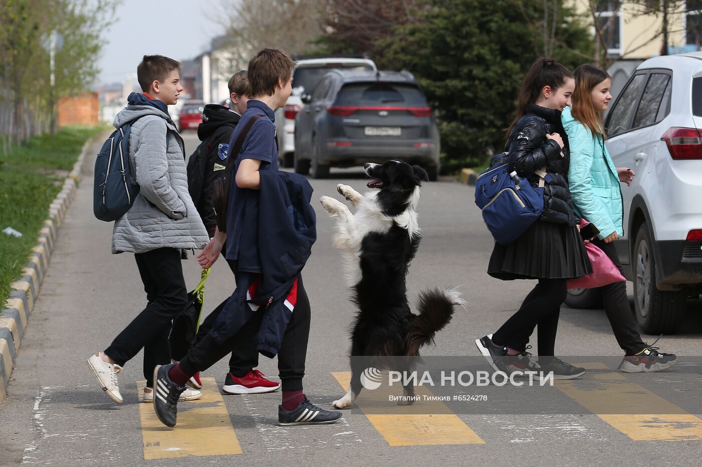 Дрессированная собака по кличке Хьюстон из Краснодара