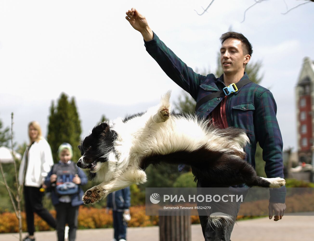 Дрессированная собака по кличке Хьюстон из Краснодара