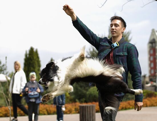Дрессированная собака по кличке Хьюстон из Краснодара 