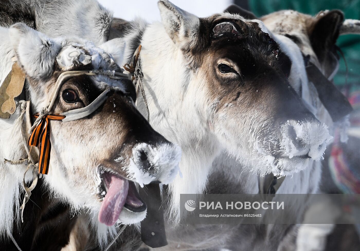 Празднование Дня оленевода на Таймыре