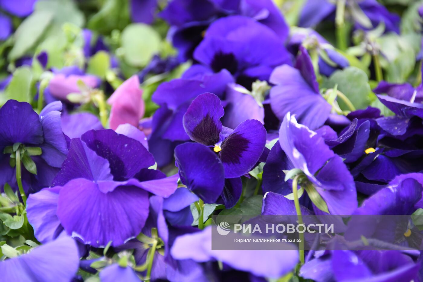 Весеннее озеленение Москвы