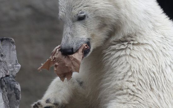 Белого медвежонка привезли в Московский зоопарк 