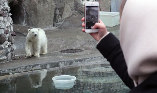 Белого медвежонка привезли в Московский зоопарк 