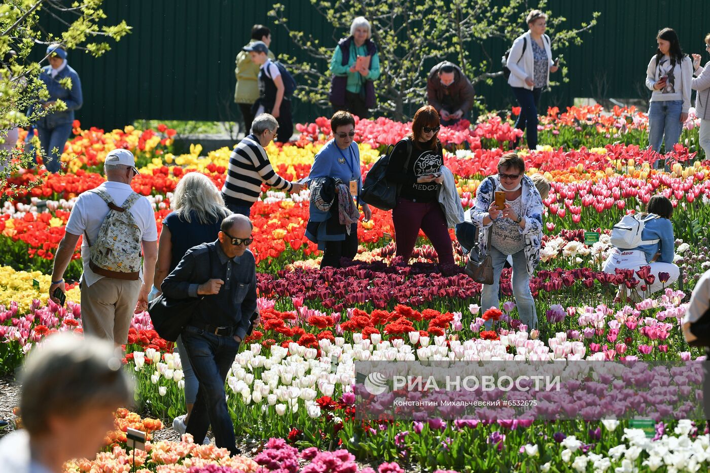 Выставка голландия. Никитский Ботанический сад фестиваль тюльпанов. Парад тюльпанов Ялта. Никитский Ботанический сад в Крыму парад тюльпанов 2022. Парад цветов в Голландии 2021.