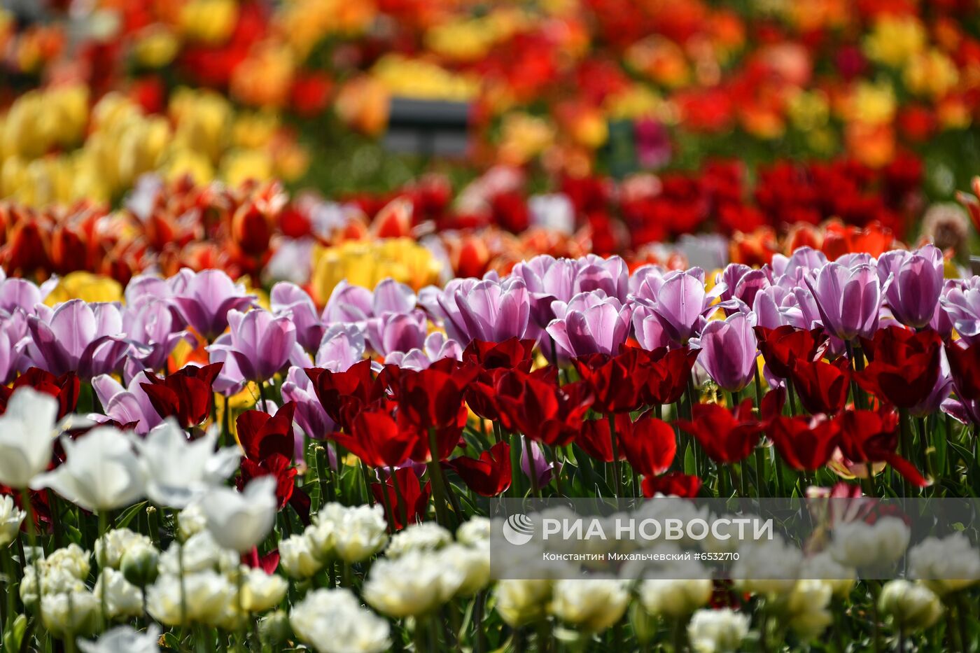 "Парад тюльпанов" в Ялте
