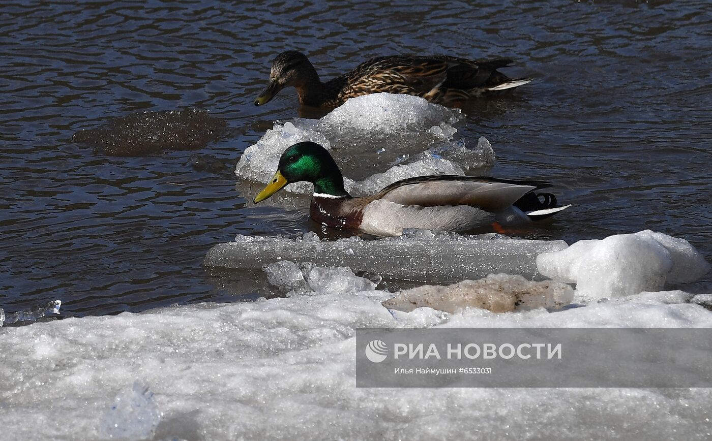 Ледоход в Красноярском крае