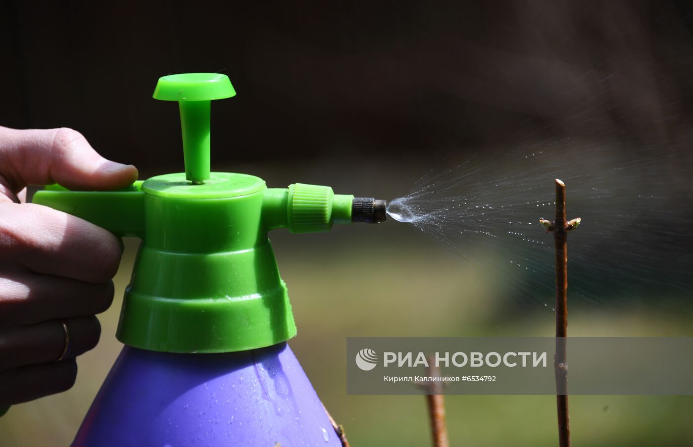 Москвичи на даче