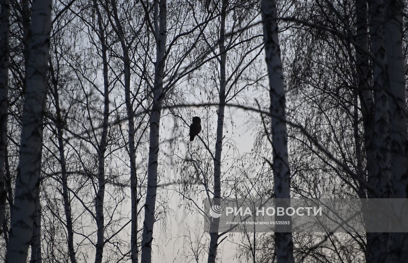 Работа егеря в сезон весенней охоты в Омской области