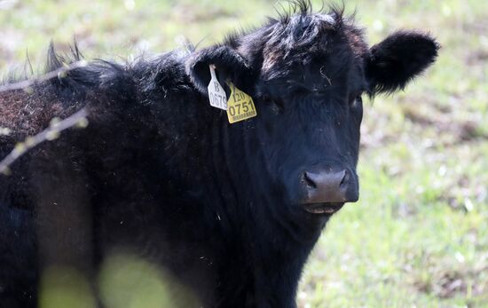 Пастбища агрохолдинга "Мираторг" Пастбища агрохолдинга "Мираторг"