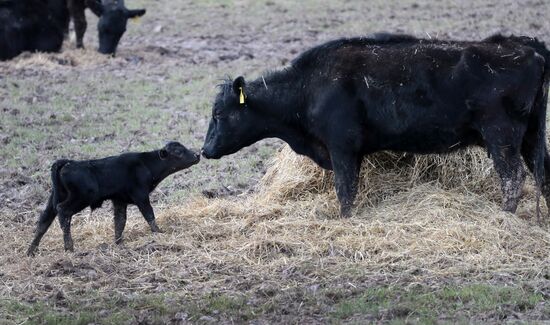 Пастбища агрохолдинга "Мираторг" 