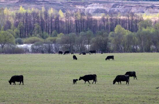 Пастбища агрохолдинга "Мираторг"