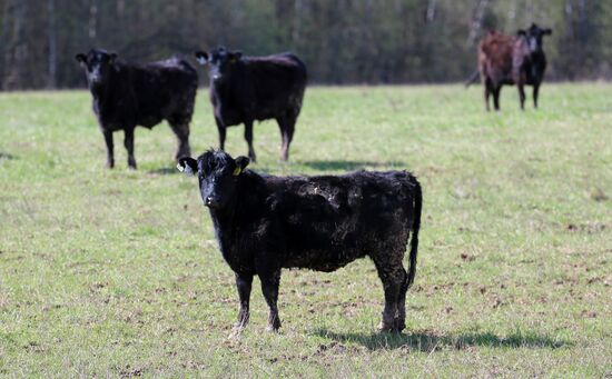 Пастбища агрохолдинга "Мираторг"