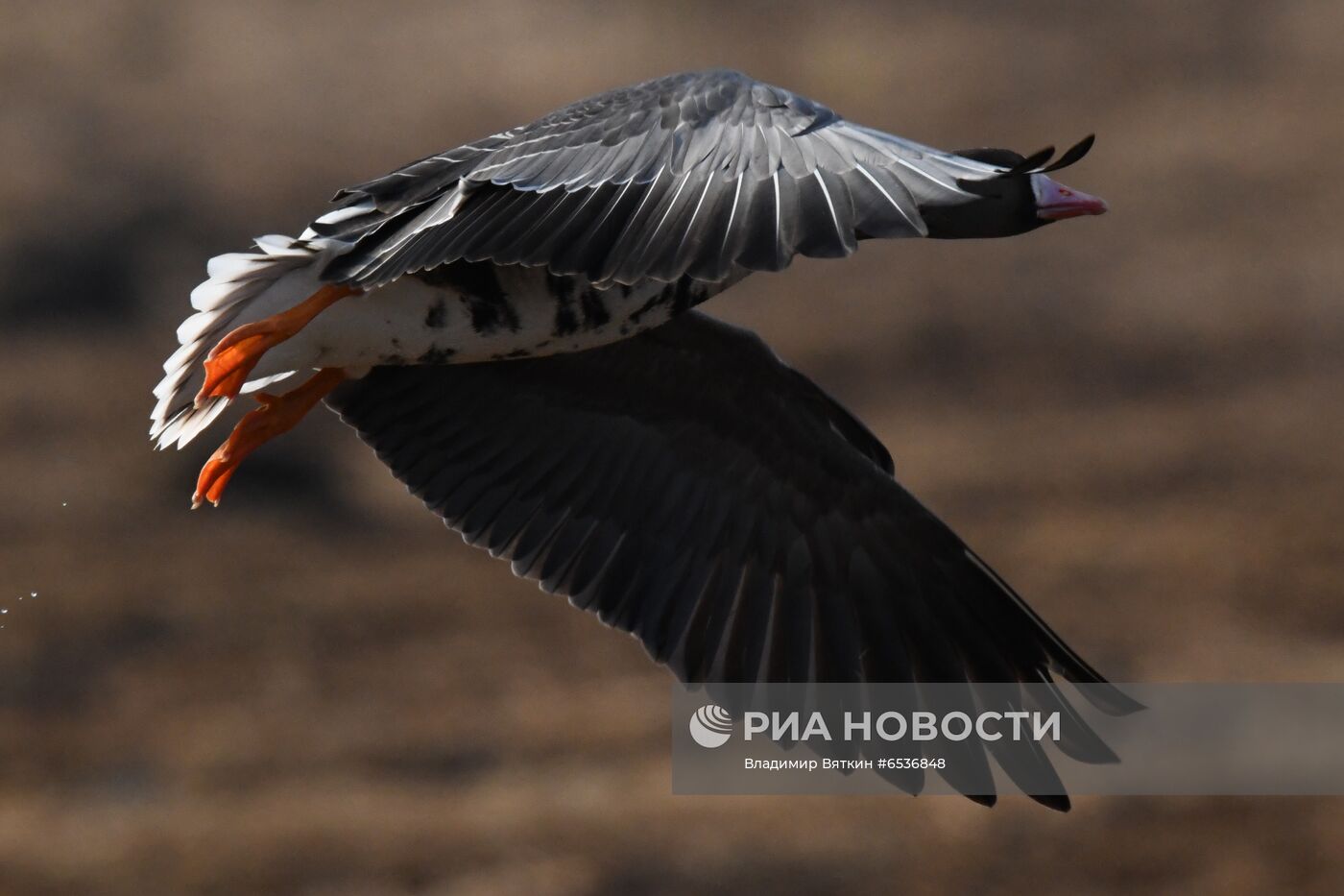 Гуси в Костромской области