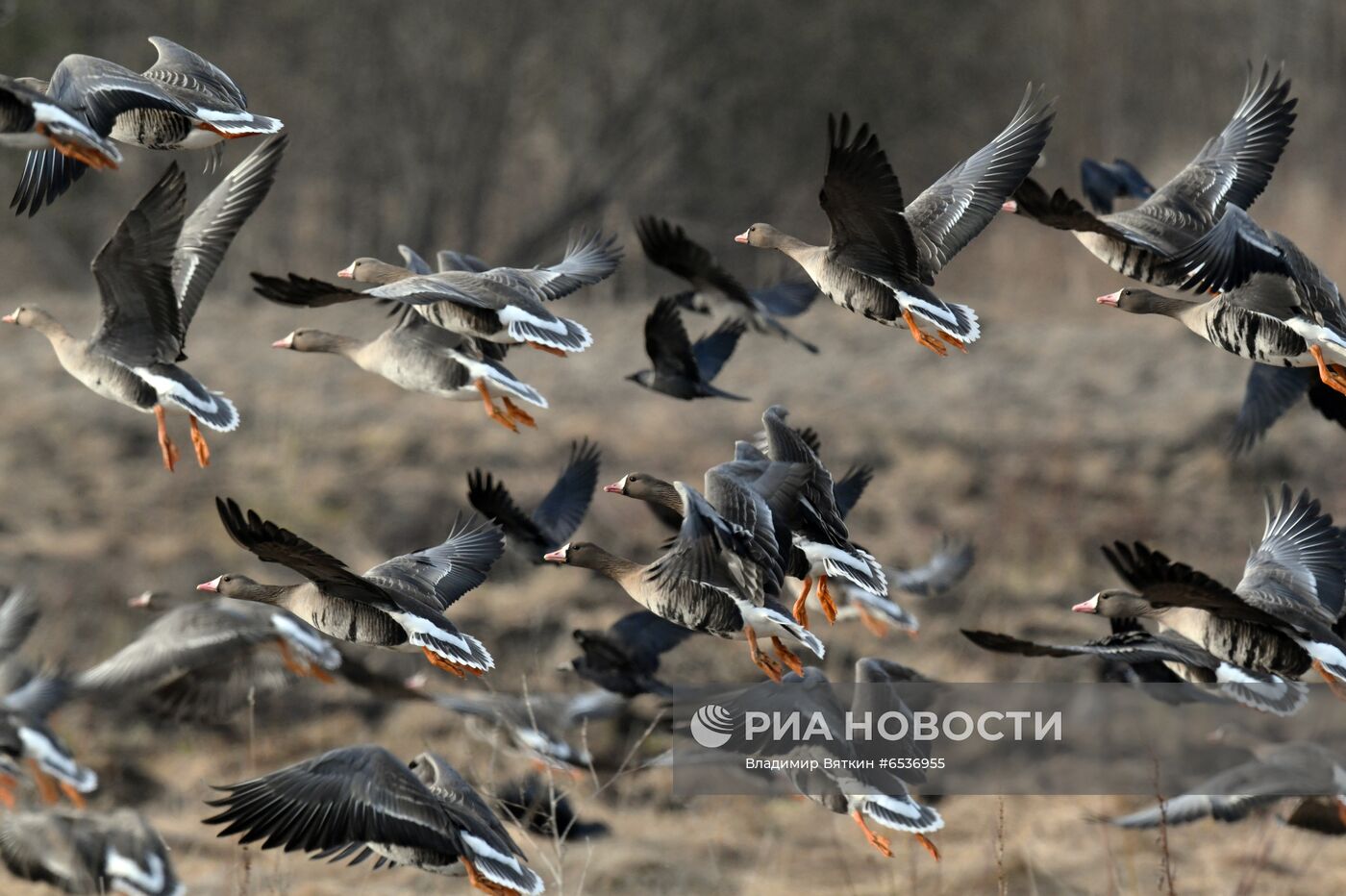 Гуси в Костромской области