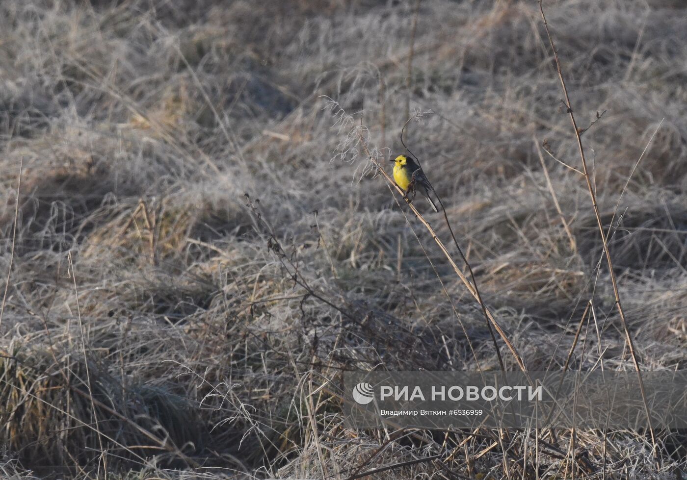 Гуси в Костромской области